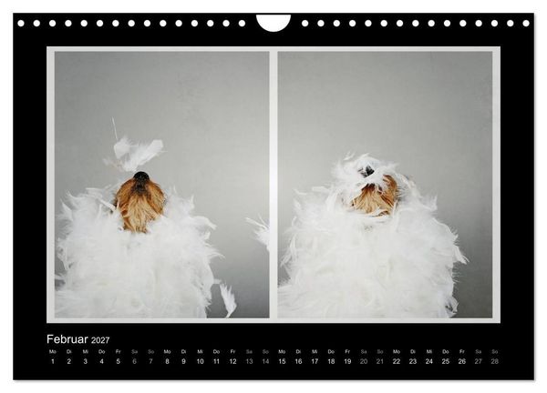 Produktbild: Elli Pirelli... aus dem Leben eines fr&ouml;hlichen Pinscher-Dackel-M&auml;dels (Wandkalender 2027 DIN A4 quer), CALVENDO Monatskalender