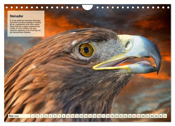 Produktbild: Kulturerbe Falknerei (Wandkalender 2026 DIN A4 quer), CALVENDO Monatskalender