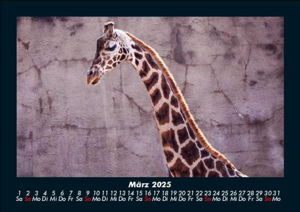 Produktbild: Giraffen 2025 Fotokalender DIN A5