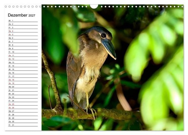 Produktbild: Costa Rica &ndash; Tierparadies im Regenwald (Wandkalender 2027 DIN A3 quer), CALVENDO Monatskalender
