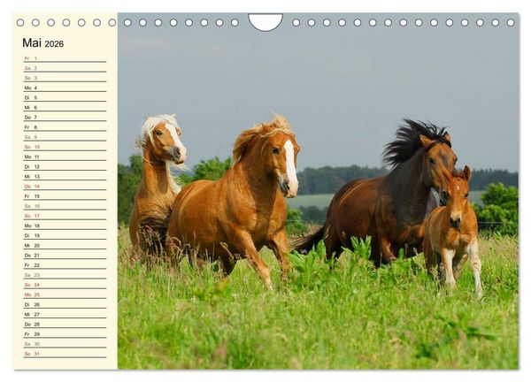 Produktbild: Welt der Pferde (Wandkalender 2026 DIN A4 quer), CALVENDO Monatskalender