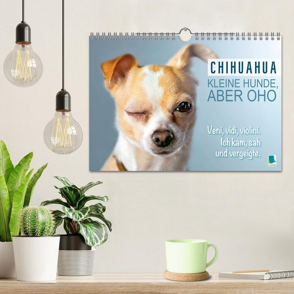 Produktbild: Chihuahua: Kleine Hunde, aber oho (Wandkalender 2026 DIN A4 quer), CALVENDO Monatskalender
