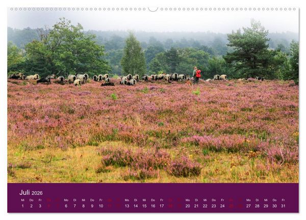 Produktbild: Die Heide bl&uuml;ht (hochwertiger Premium Wandkalender 2026 DIN A2 quer), Kunstdruck in Hochglanz