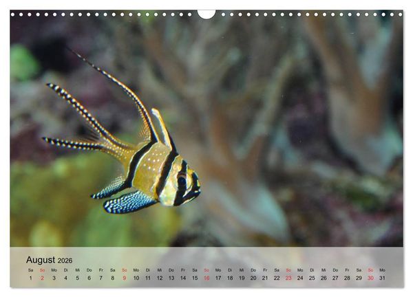 Produktbild: Knallbunte Wasserwelt. Die Welt der Fische (Wandkalender 2026 DIN A3 quer), CALVENDO Monatskalender