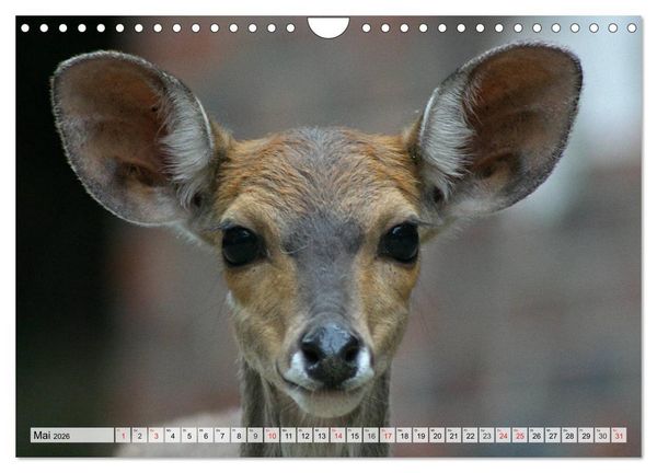 Produktbild: Wildtiere. Heimische Sch&ouml;nheiten (Wandkalender 2026 DIN A4 quer), CALVENDO Monatskalender