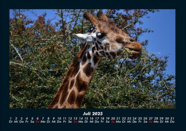 Produktbild: Giraffen 2025 Fotokalender DIN A4