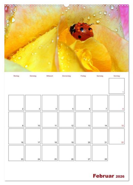 Produktbild: Marienk&auml;fergl&uuml;ck (hochwertiger Premium Wandkalender 2026 DIN A2 hoch), Kunstdruck in Hochglanz
