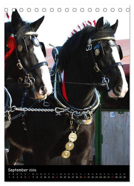 Produktbild: Shire Horse - Geschm&uuml;ckte Riesen (Tischkalender 2026 DIN A5 hoch), CALVENDO Monatskalender
