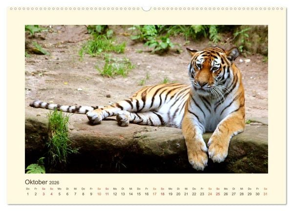 Produktbild: Sibirische Tigerportraits (hochwertiger Premium Wandkalender 2026 DIN A2 quer), Kunstdruck in Hochglanz