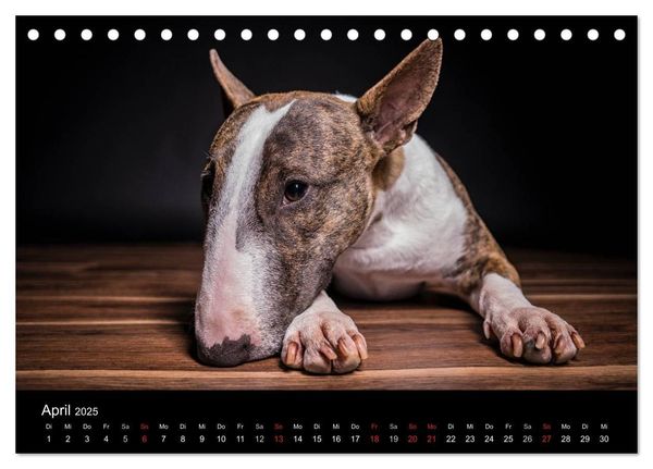 Produktbild: Bullterrier (Tischkalender 2025 DIN A5 quer), CALVENDO Monatskalender