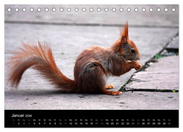 Produktbild: Eichh&ouml;rnchen (Tischkalender 2026 DIN A5 quer), CALVENDO Monatskalender