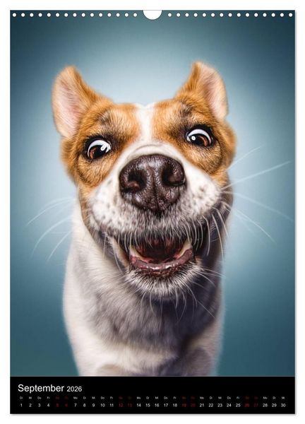 Produktbild: Funny Faces - Lustige Hundebilder (Wandkalender 2026 DIN A3 hoch), CALVENDO Monatskalender