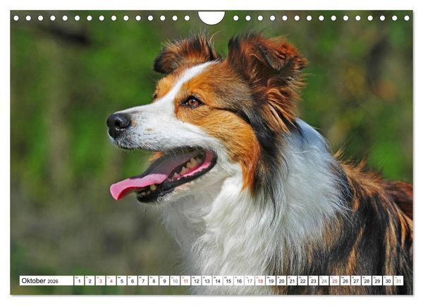 Produktbild: Traumhund Border Collie (Wandkalender 2026 DIN A4 quer), CALVENDO Monatskalender
