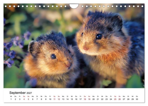 Produktbild: Lemminge - Kleine Helden der Tundra (Wandkalender 2027 DIN A4 quer), CALVENDO Monatskalender