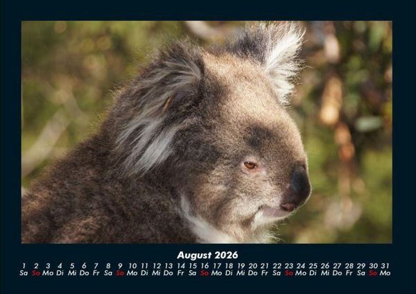 Produktbild: Koala 2026 Fotokalender DIN A4