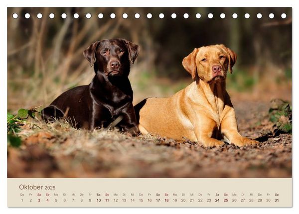 Produktbild: Labrador Retriever (Tischkalender 2026 DIN A5 quer), CALVENDO Monatskalender