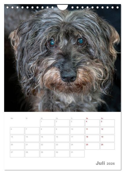 Produktbild: Dackelportraits (Wandkalender 2026 DIN A4 hoch), CALVENDO Monatskalender