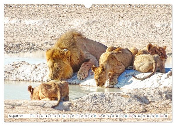 Produktbild: Namibia, Faszination W&uuml;ste und Tierwelt (Wandkalender 2026 DIN A3 quer), CALVENDO Monatskalender