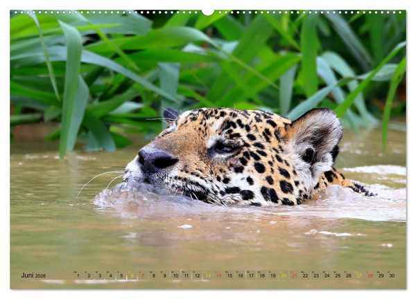 Produktbild: Jaguare im Pantanal (hochwertiger Premium Wandkalender 2026 DIN A2 quer), Kunstdruck in Hochglanz