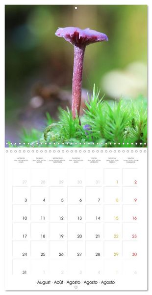 Produktbild: Les champignons - Un monde merveilleux (Calendrier mural carr&eacute; 2026 30x30 cm) Calendrier double avec une page pour vos prises de notes