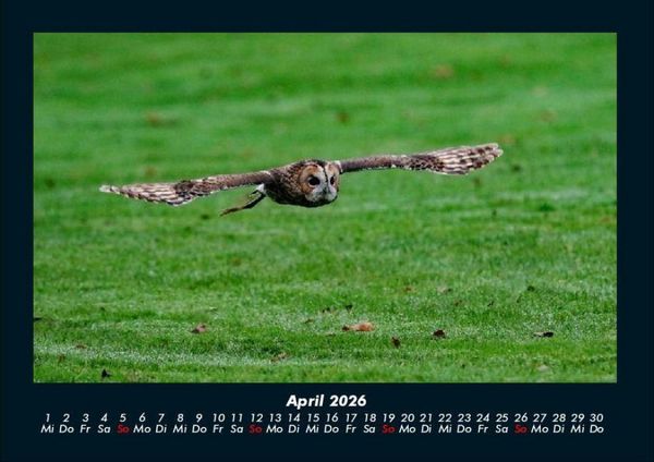 Produktbild: Tiere in der Wildnis 2026 Fotokalender DIN A4