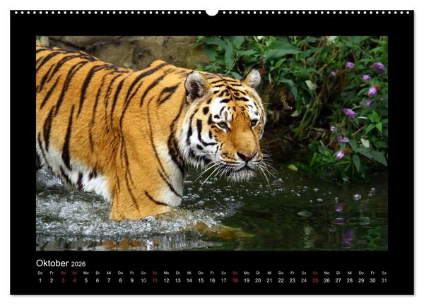 Produktbild: Welt der Katzen - Tiger (hochwertiger Premium Wandkalender 2026 DIN A2 quer), Kunstdruck in Hochglanz