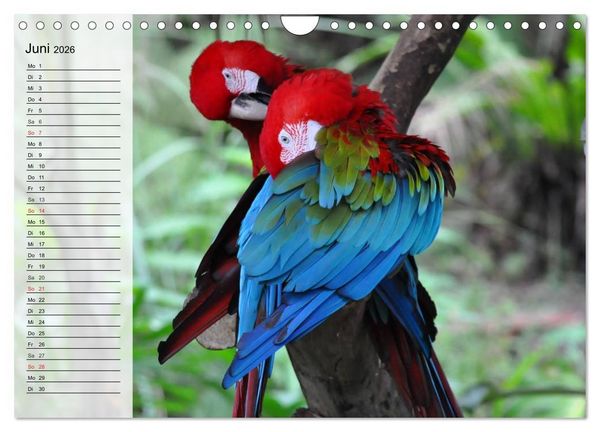 Produktbild: Papageien. Bunt, laut und klug (Wandkalender 2026 DIN A4 quer), CALVENDO Monatskalender