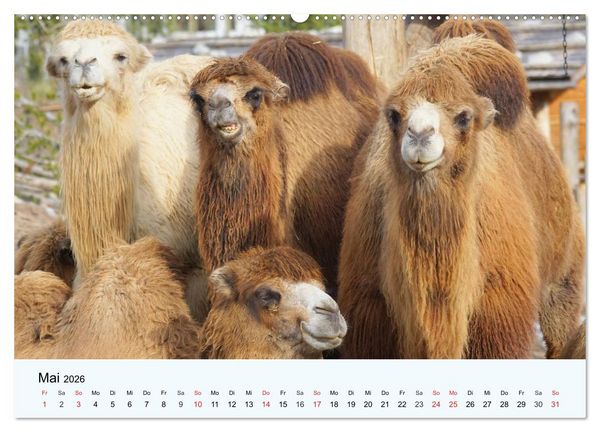Produktbild: Die Kameliden. H&uuml;bsche Kamele, Lamas und Alpakas (Wandkalender 2026 DIN A2 quer), CALVENDO Monatskalender