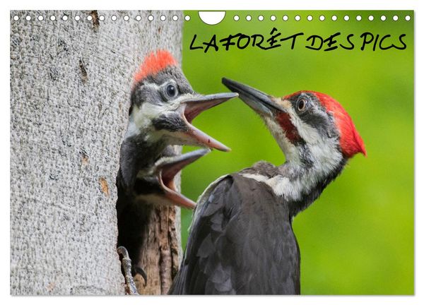 Produktbild: LA FOR&Ecirc;T DES PICS (Calendrier mural 2026 DIN A4 vertical), CALVENDO calendrier mensuel