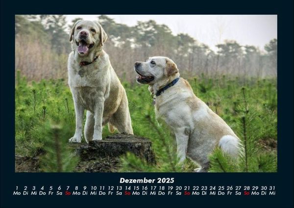 Produktbild: Der Hundekalender 2025 Fotokalender DIN A4