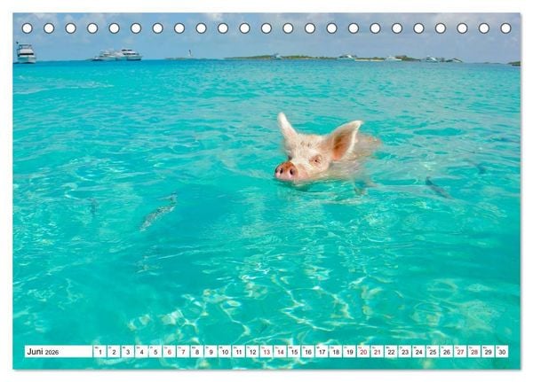 Produktbild: Schweine im Dauerurlaub auf den Bahamas! (Tischkalender 2026 DIN A5 quer), CALVENDO Monatskalender