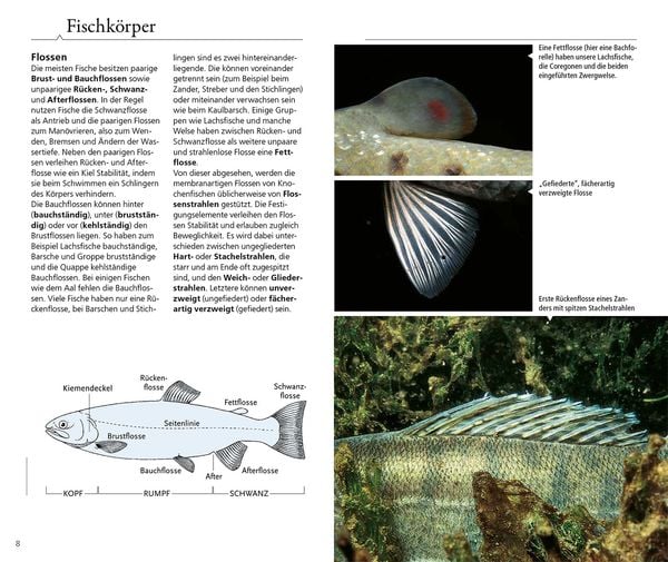 Produktbild: Welcher Fisch ist das?