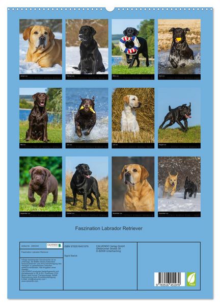 Produktbild: Faszination Labrador Retriever (hochwertiger Premium Wandkalender 2026 DIN A2 hoch), Kunstdruck in Hochglanz