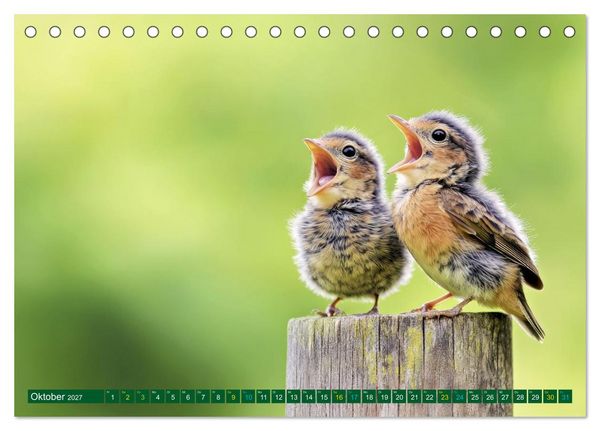 Produktbild: Tierkinder der L&uuml;fte - Vogelwelt (Tischkalender 2027 DIN A5 quer), CALVENDO Monatskalender