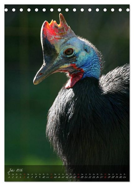 Produktbild: Nandu, Emu & Co. (Tischkalender 2026 DIN A5 hoch), CALVENDO Monatskalender