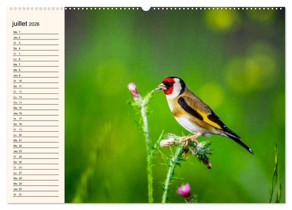 Produktbild: Notre nature sauvage, les passereaux d'Europe (Calendrier mural 2026 DIN A2 vertical), CALVENDO calendrier mensuel