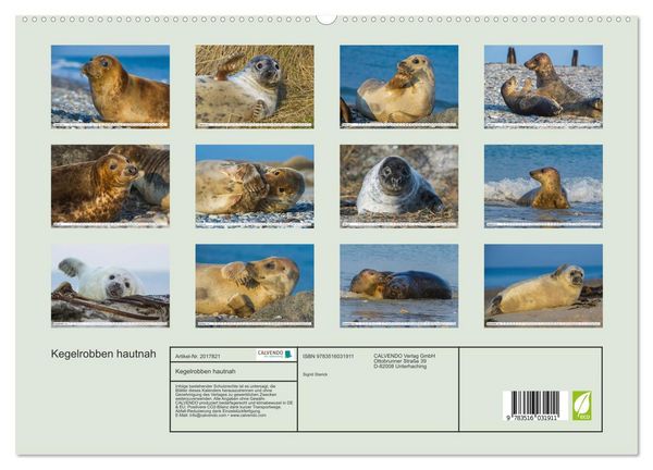 Produktbild: Kegelrobben hautnah (hochwertiger Premium Wandkalender 2026 DIN A2 quer), Kunstdruck in Hochglanz