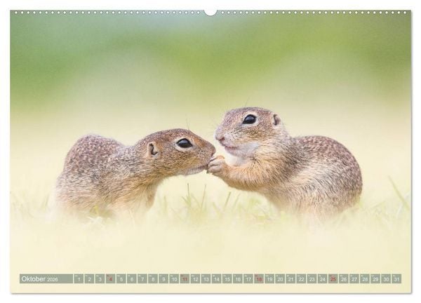 Produktbild: Liebenswerte Ziesel - vom Aussterben bedrohte Nagetiere (Wandkalender 2026 DIN A2 quer), CALVENDO Monatskalender