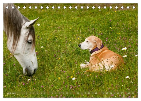 Produktbild: Pferd und Hund - Vierbeinige Freunde (Tischkalender 2026 DIN A5 quer), CALVENDO Monatskalender