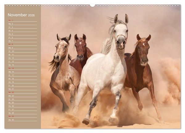 Produktbild: Pferde. Araber im W&uuml;stensand (Wandkalender 2026 DIN A2 quer), CALVENDO Monatskalender