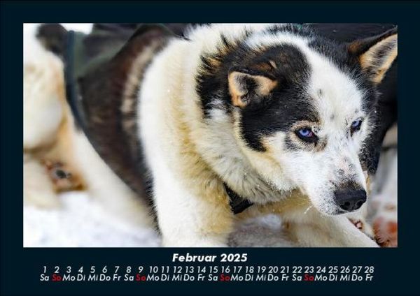 Produktbild: Hunde 2025 Fotokalender DIN A5