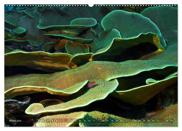 Produktbild: Mikronesien: Yap und Palau (hochwertiger Premium Wandkalender 2026 DIN A2 quer), Kunstdruck in Hochglanz