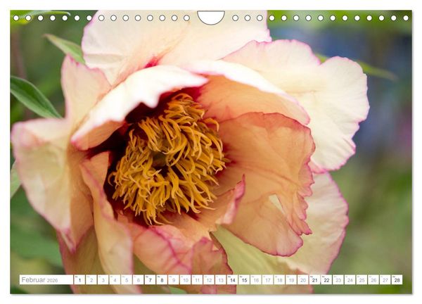 Produktbild: Pfingstrosentraum (Wandkalender 2026 DIN A4 quer), CALVENDO Monatskalender
