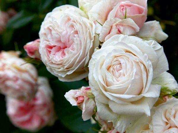 Produktbild: CALVENDO Puzzle Rosen im Garten | 1000 Teile Lege-Gr&ouml;&szlig;e 64x48cm Foto-Puzzle f&uuml;r gl&uuml;ckliche Stunden