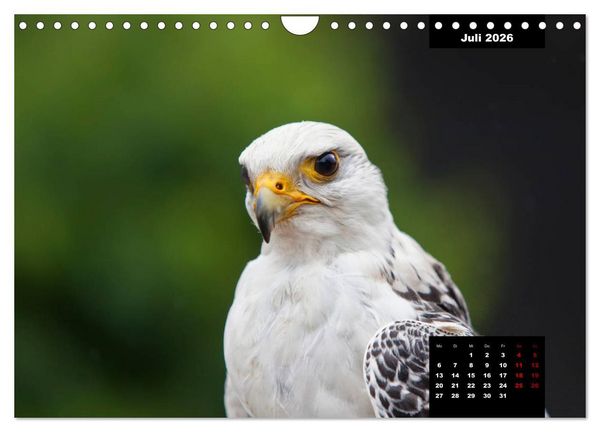 Produktbild: Greifv&ouml;gel - Herrscher der L&uuml;fte (Wandkalender 2026 DIN A4 quer), CALVENDO Monatskalender