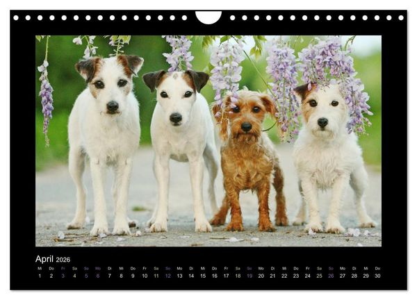 Produktbild: Die Parsons (Wandkalender 2026 DIN A4 quer), CALVENDO Monatskalender