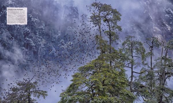 Produktbild: B&auml;ume - Eine Natur- und Kulturgeschichte