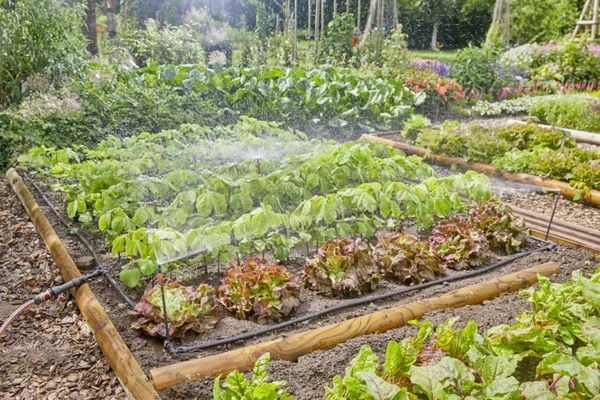 Produktbild: GARDENA Micro-Drip System 13450-20 Bew&auml;sserungs-Komplettset 13 mm (1/2") &Oslash; Gem&uuml;se-/Blumenbeet (40 m&sup2;)