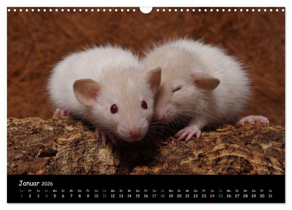 Produktbild: Fellnasen. Die bunte Welt der Farbratten. (Wandkalender 2026 DIN A3 quer), CALVENDO Monatskalender