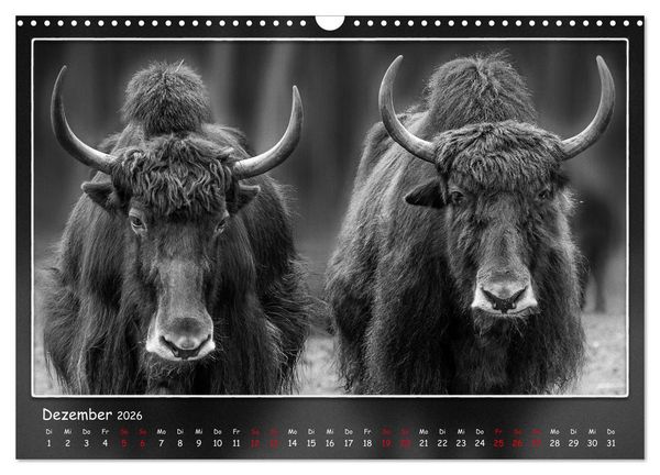 Produktbild: Tieren ins Gesicht geschaut (Wandkalender 2026 DIN A3 quer), CALVENDO Monatskalender